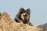 CHIEN FINNOIS DE LAPONIE 123
